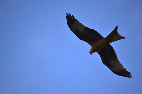 red kite in flight against blue sky